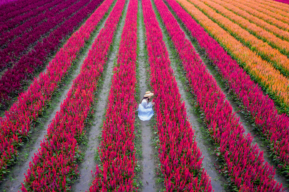 I love flower 