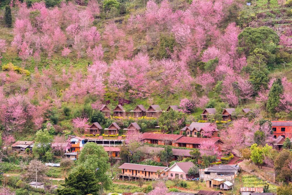 สถานีเกษตรหลวงอ่างขาง